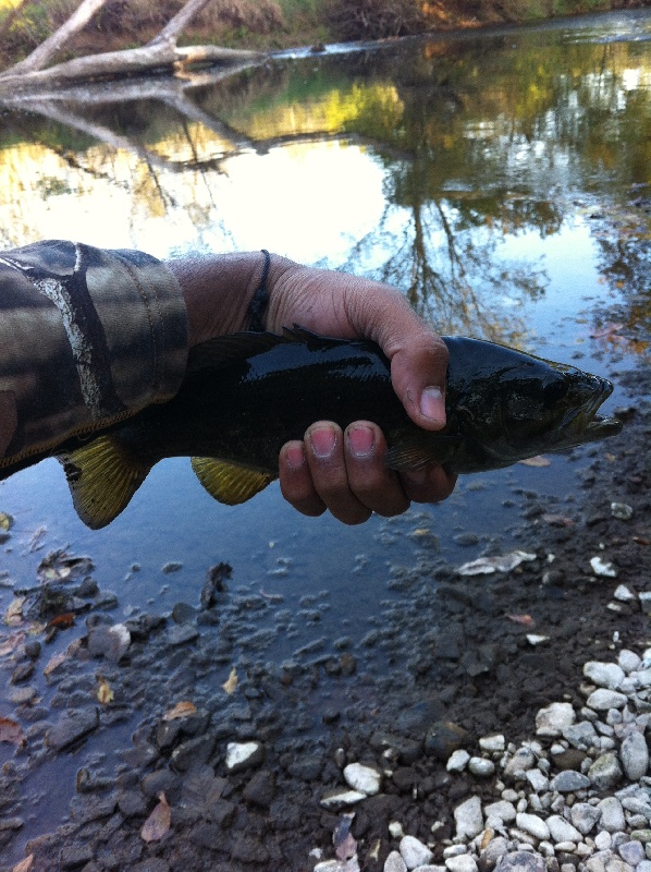 Bass at Three Bridges, NJ