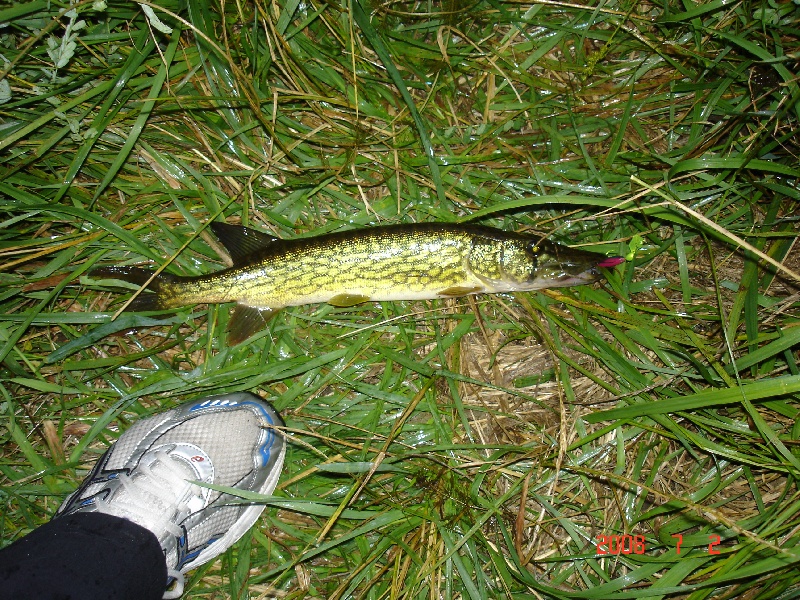 Chain Pickerel