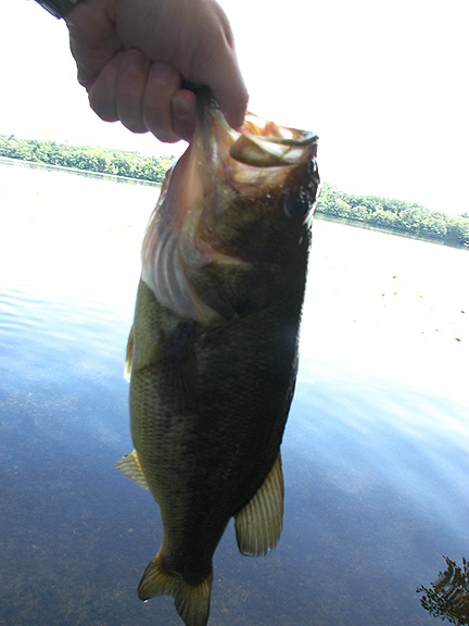 Largemouth #1