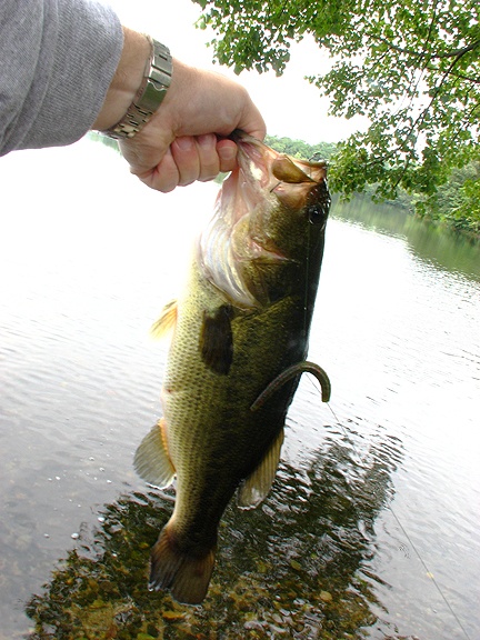 Largemouth #3