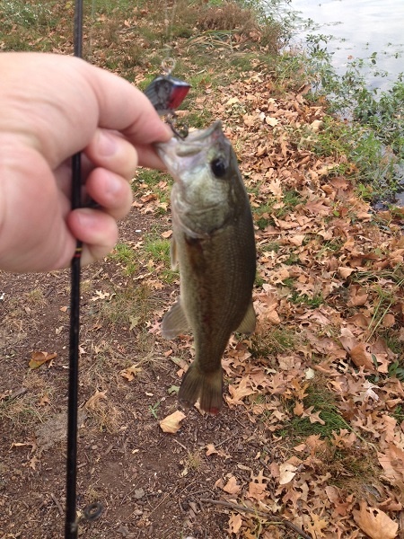 Weequahic Park Lake Largemouth