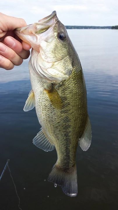 Black Lake large mouth rodeo!